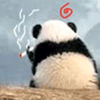 真成5337头像
