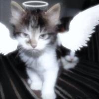 再发光就拔插座头像