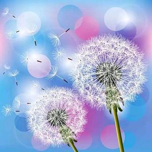 蒲公英蒲公英蒲公英头像