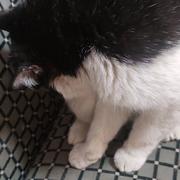 细伢子马岱的个人资料头像