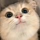 猫咪戴了面具头像