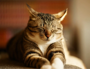 不养猫但爱撸猫的个人资料头像