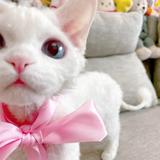 Lily的猫🏠头像