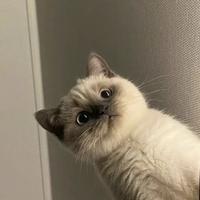 自在橙子E1x头像