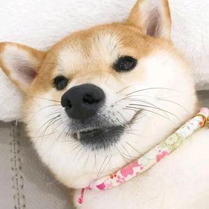 callbackHoHo头像