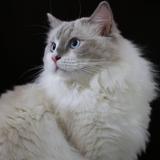 不平凡的小猫咪家头像