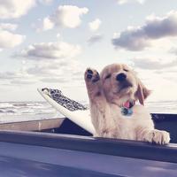 小兴来也88头像