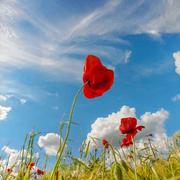 Yz518的个人资料头像