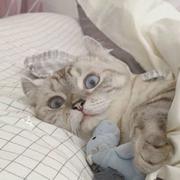 勿风不语的个人资料头像