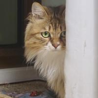 秃头机车男头像