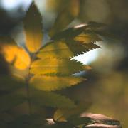 秋色冷并刀的个人资料头像