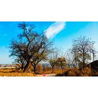 阿波罗50865777头像