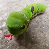 极客伊莱莎7A头像