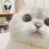 你瞅啥90647头像