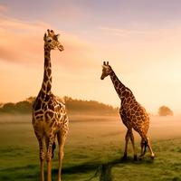 贾校长穿越美利坚战场头像