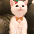 王昊啊啊头像