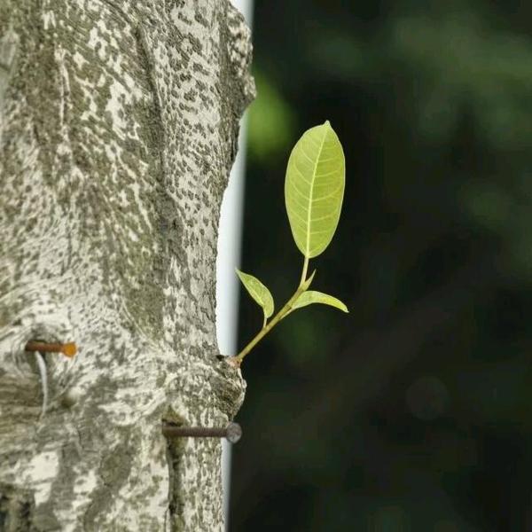 给开水加点盐头像