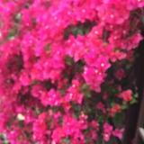 正义凛然清风袖头像