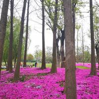 二十四桥芍药头像