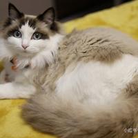 冷冷的暖炉头像