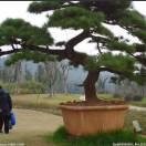 风头像