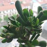 笕芯650头像