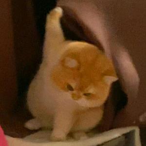 甘菜头像