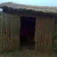 乐天派达拉斯1D6头像