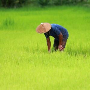 自在的农民儿子头像