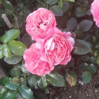 时髦水滴ZP头像