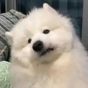 zyzzzz的个人资料头像