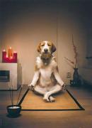 阴阳老狗的个人资料头像