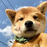 不知名天仔头像
