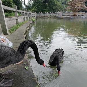 阿贵1y4M头像