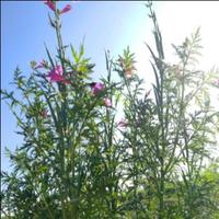 石来运转aaa头像