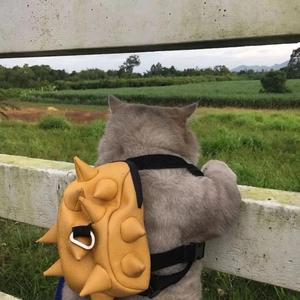 我要睡懒觉了头像
