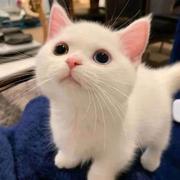 niuhuahua的个人资料头像