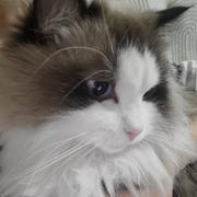 Iqnus的个人资料头像