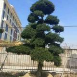 黃庆行头像
