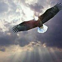 大漠雄鹰8751头像