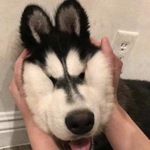 呱呱说语录头像