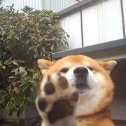 翻滚小咸鱼的个人资料头像