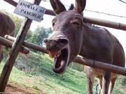 鸟的个人资料头像