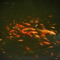 I池鱼思故渊I头像