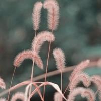 遗忘的四叶草1头像