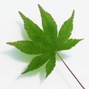 ryan的个人资料头像