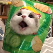 电子小绵羊的个人资料头像