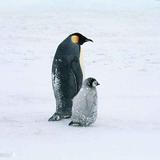 penguin265头像