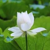 俗人头像