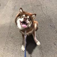 nl了解的头像